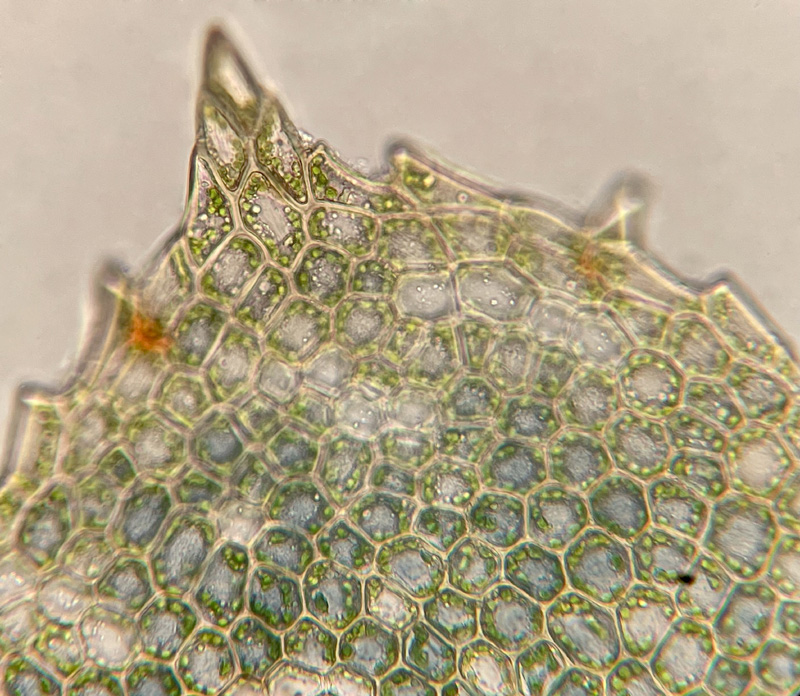 Mnium stellare